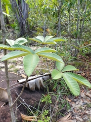 Vitex waterlotii image