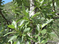 Populus laurifolia