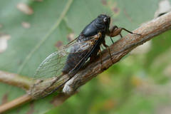 Birrima castanea
