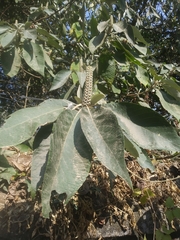 Leucosceptrum canum