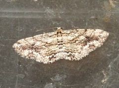 Boarmia curtaria