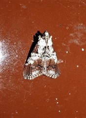 Orthaga rubridiscalis