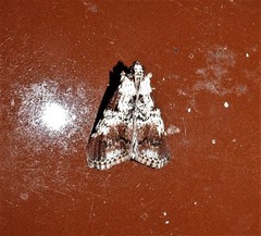 Orthaga rubridiscalis