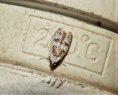 Scatochresis innumera