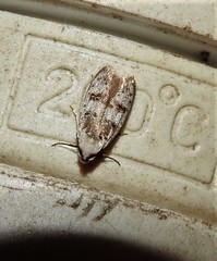 Scatochresis innumera