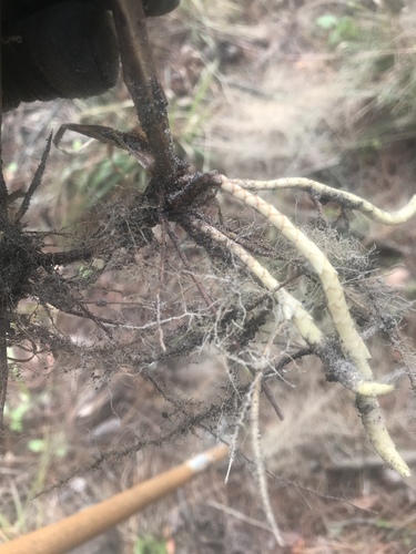Coleataenia anceps image