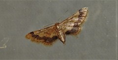 Idaea trypheropa