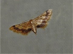 Idaea trypheropa