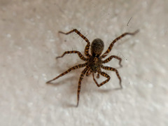 Pardosa