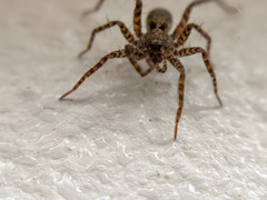 Pardosa