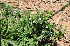 Dyschoriste burchellii