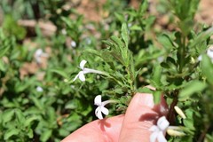 Dyschoriste burchellii