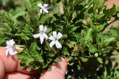 Dyschoriste burchellii