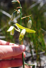 Albuca juncifolia