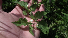 Solanum nigrum nigrum