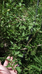 Solanum nigrum nigrum