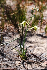 Albuca juncifolia