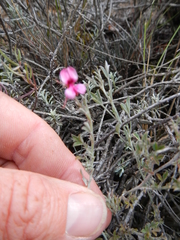 Indigofera complicata