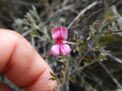 Indigofera complicata