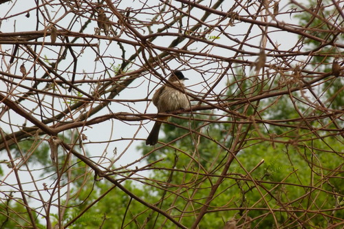 Brown-breasted Bulbul (Pycnonotus xanthorrhous), photo 9