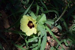 Hibiscus calyphyllus