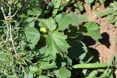 Hibiscus calyphyllus