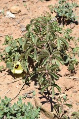 Hibiscus calyphyllus