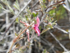 Indigofera complicata
