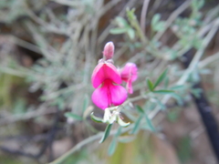 Indigofera complicata