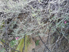 Indigofera complicata