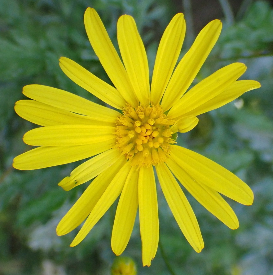 Paris Daisy from 13 Frere Rd, Parktown, Johannesburg, 2193, South