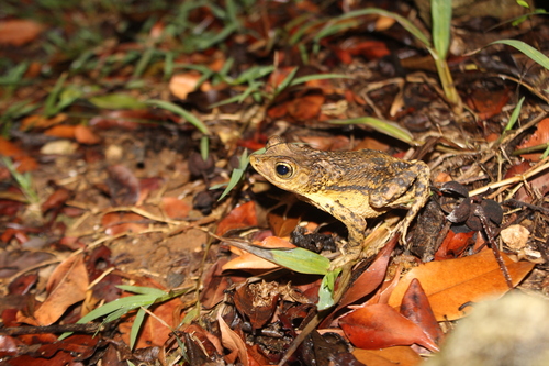 Foto del Sapo Concho por Alcides L. Morales-Pérez