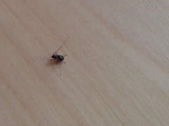 Anthribinae