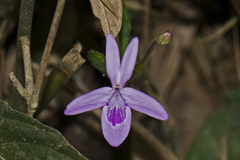 Pseuderanthemum
