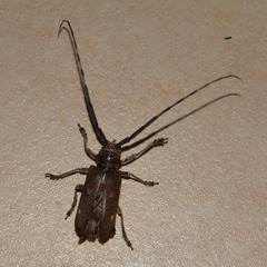 Prosopocera dejeani