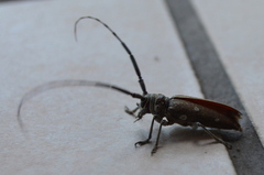 Prosopocera dejeani