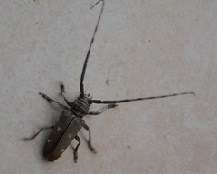 Prosopocera dejeani