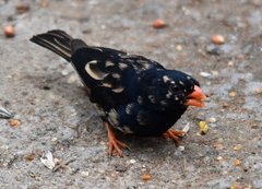 Village Indigobird photo 2