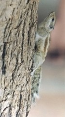 Funambulus pennantii