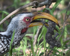 Homopholis walbergii