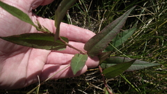 Persicaria meisneriana