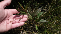 Persicaria meisneriana