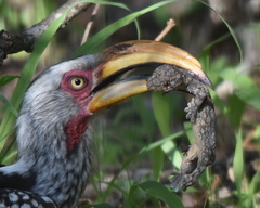 Homopholis walbergii