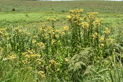 Helichrysum mutabile