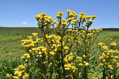 Helichrysum mutabile