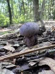 Tylopilus plumbeoviolaceus image