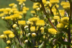 Helichrysum mutabile