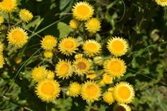 Helichrysum mutabile