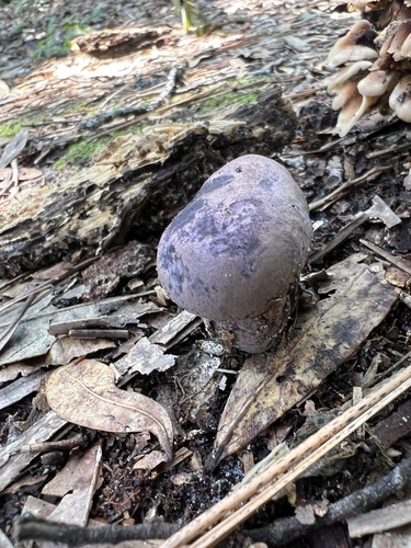 Tylopilus plumbeoviolaceus image