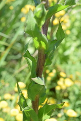 Helichrysum mutabile